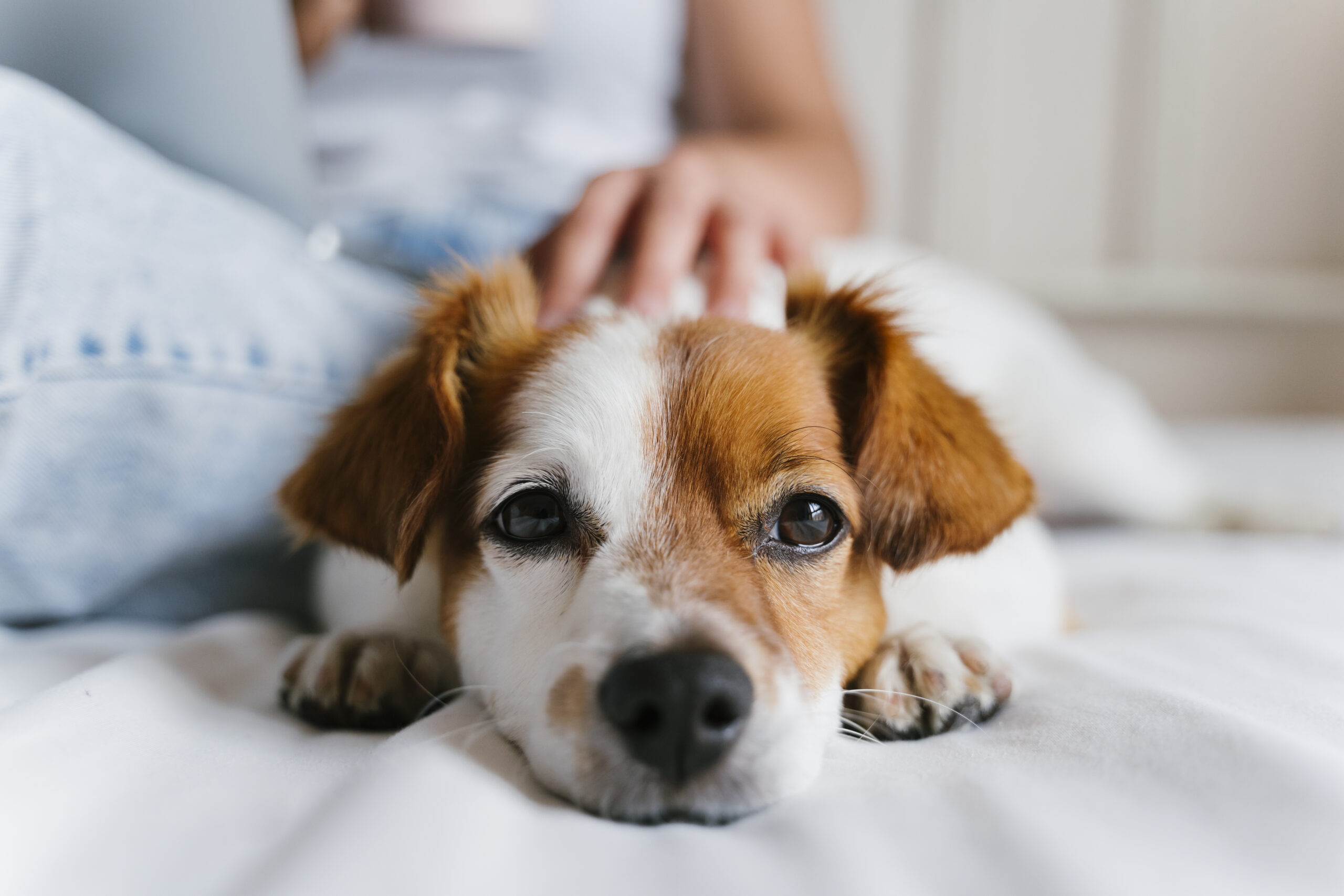 how do dogs help our health