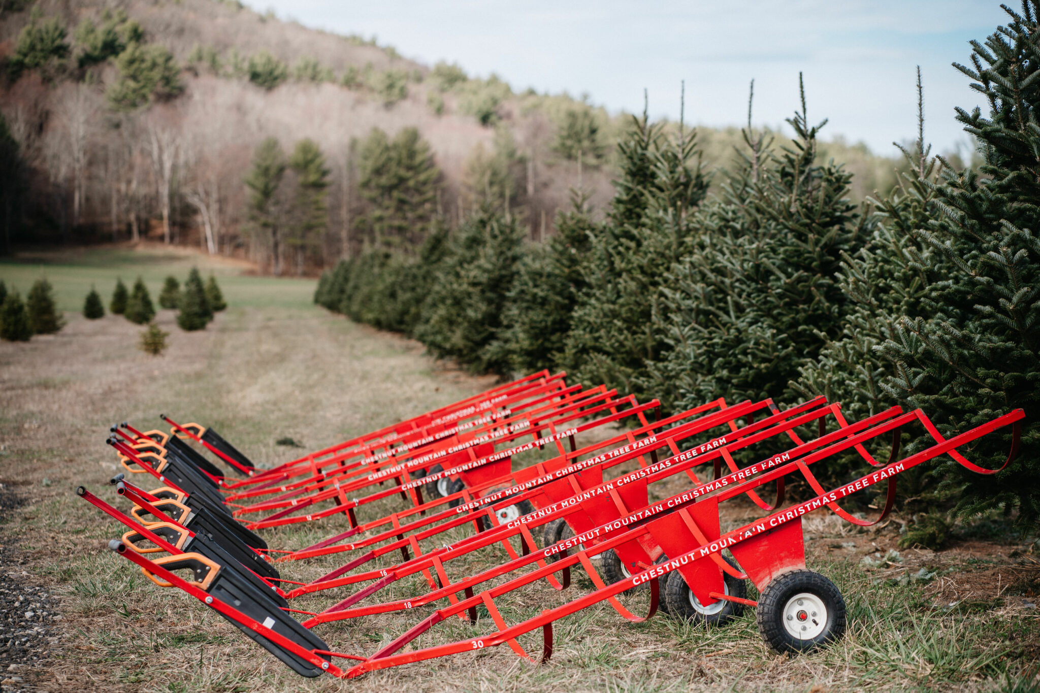 Cut your own tree for an oldfashioned Christmas adventure