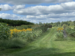 Carlson Orchards in Harvard has a variety of pick your own fruit options as well as pick your own sunflowers.Photo/Sandi Barrett 