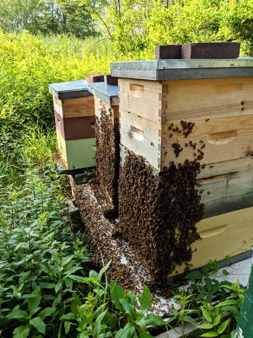 From Bee-burners to Beekeepers: Supporting Community Beekeeping